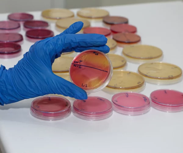 animal-feed-microbiology-2