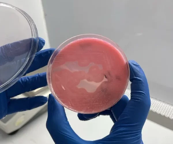 food-microbiology-2