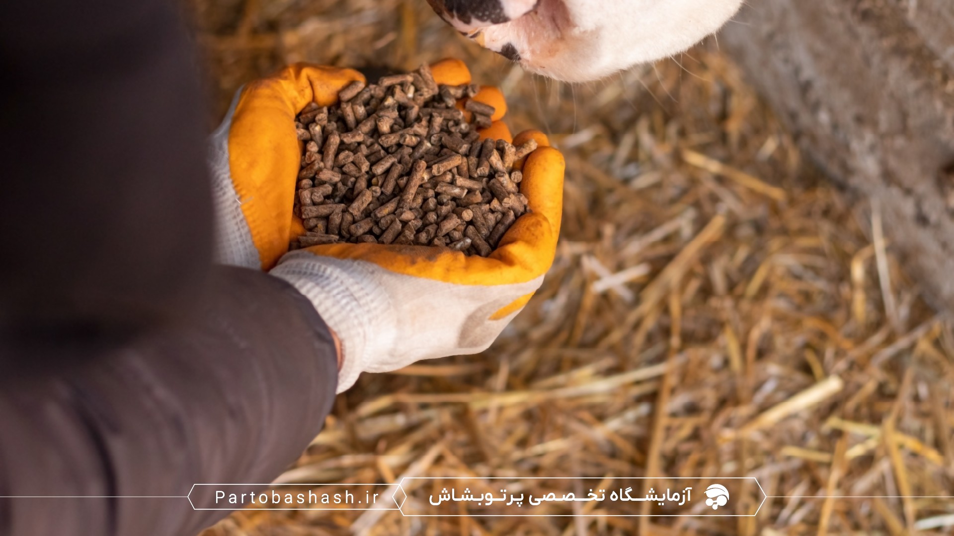 استانداردهای ISIRI برای بازرسی خط تولید و کنترل ایمنی خوراک دام