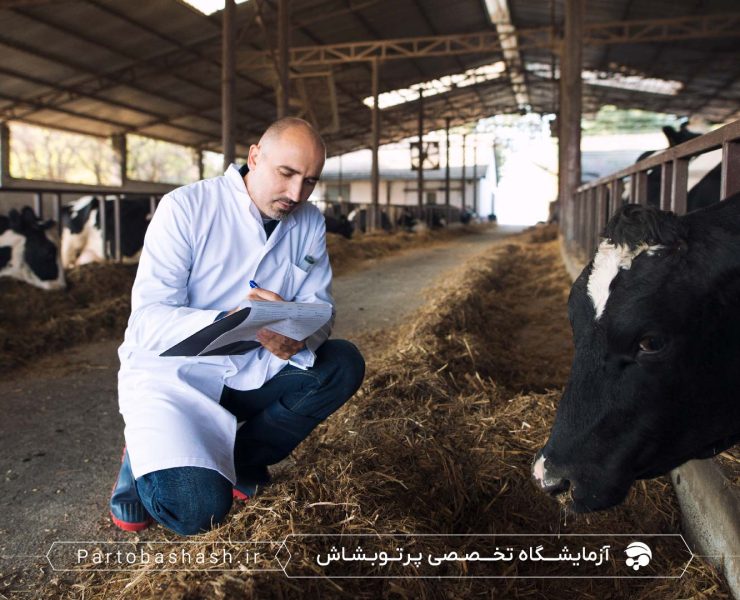 راهنمای جامع آزمایش میکروبی خوراک دام و طیور با تمرکز بر کشت میکروبی و شمارش کلونی