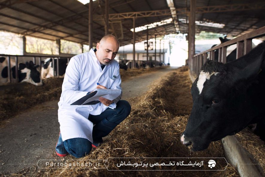 راهنمای جامع آزمایش میکروبی خوراک دام و طیور با تمرکز بر کشت میکروبی و شمارش کلونی