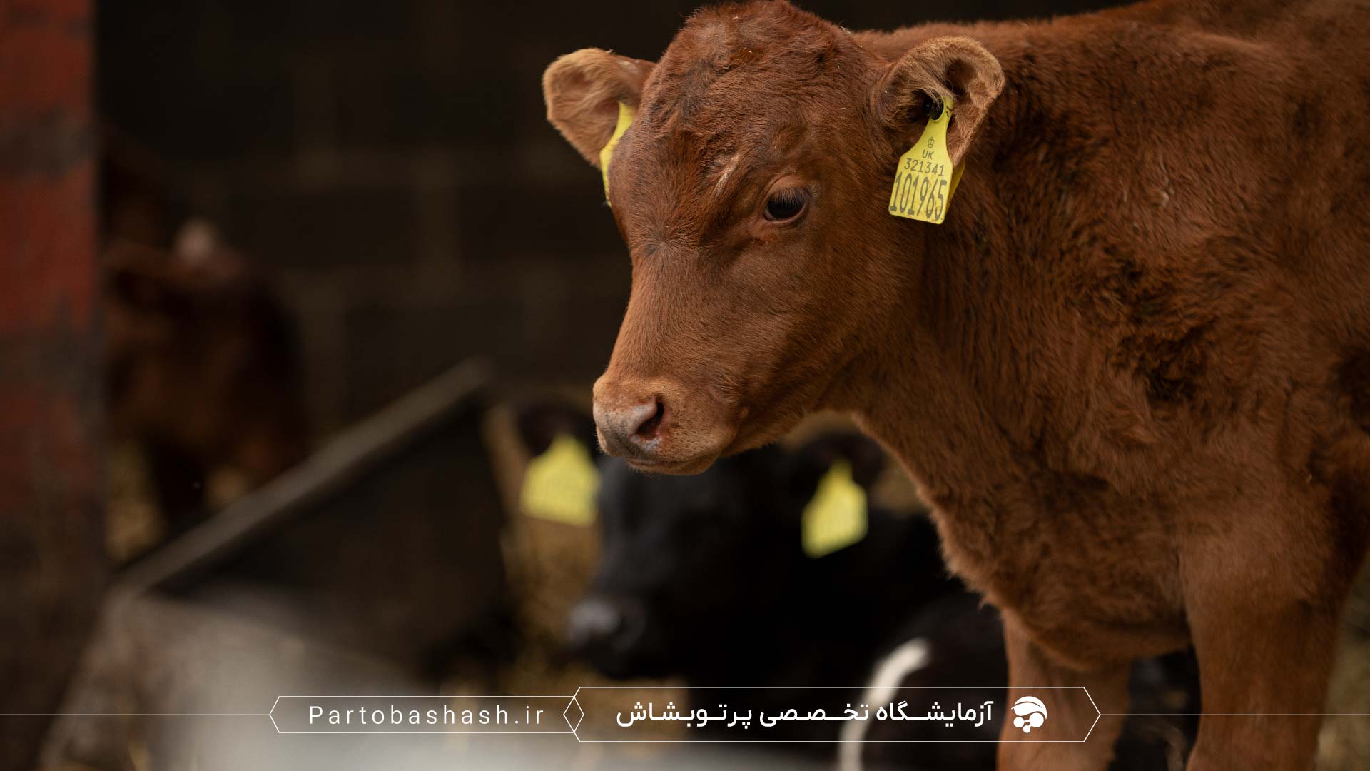 بررسی نقش کپک و مخمر در افت کیفیت خوراک دام با میزکار استریل و نمونه‌برداری