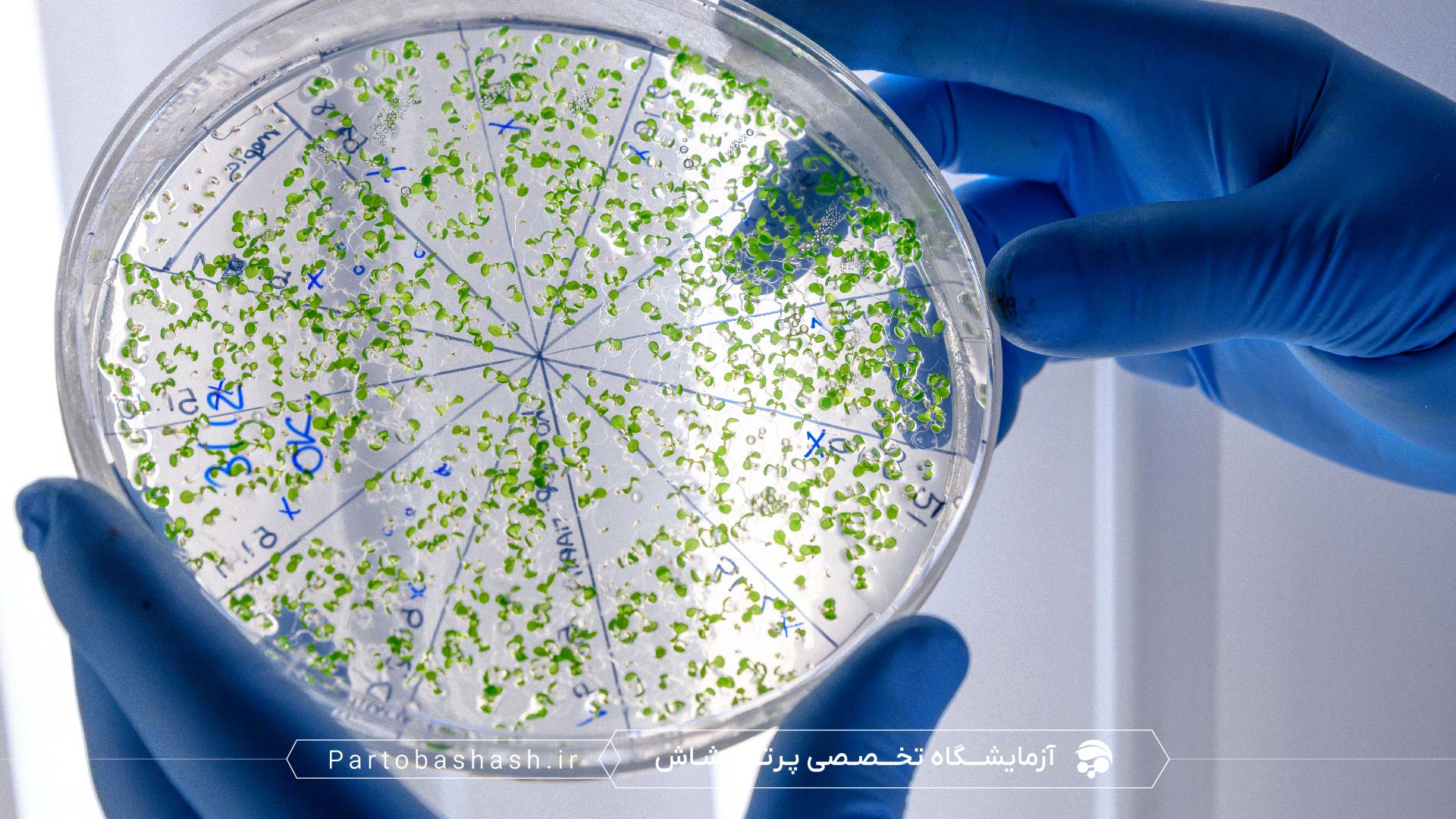 بازرسی خط تولید و سیلو جهت پیشگیری از آلودگی سالمونلا در خوراک