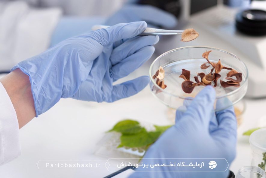 پروبیوتیک‌ها در خوراک دام با کشت میکروبی و شمارش کلونی